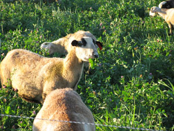 Sheep grazing clover