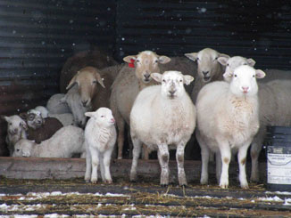 Winter Lambs